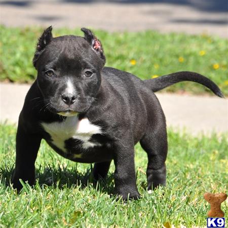 american pit bull puppy posted by Pitbulls for Sale